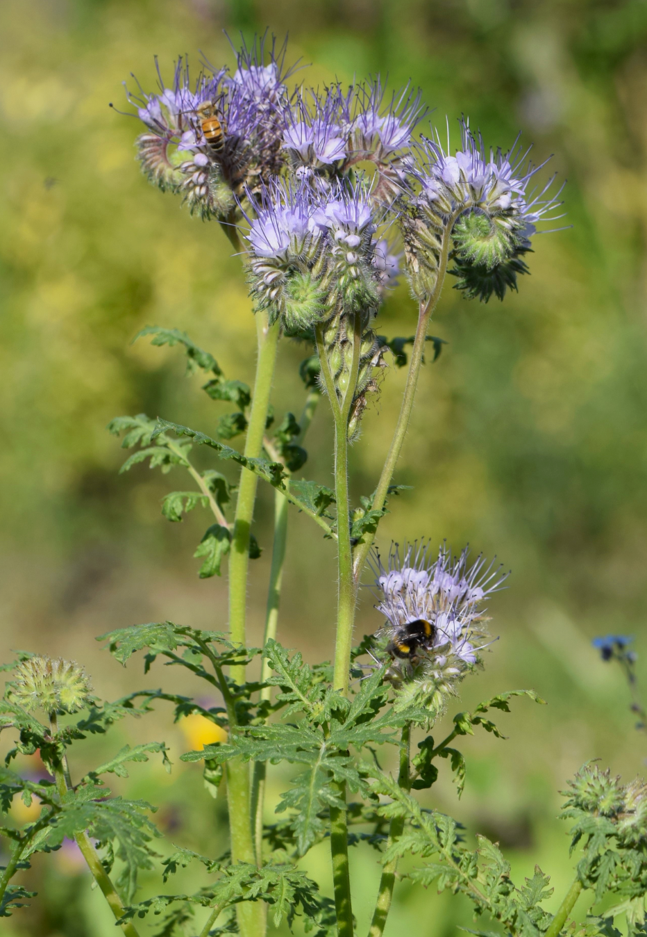 Phacelia tanacetifolia