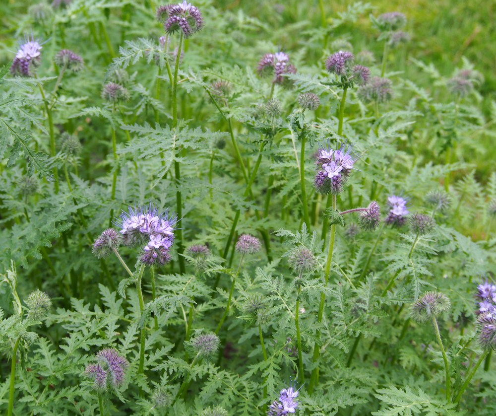 Phacelia tanacetifolia