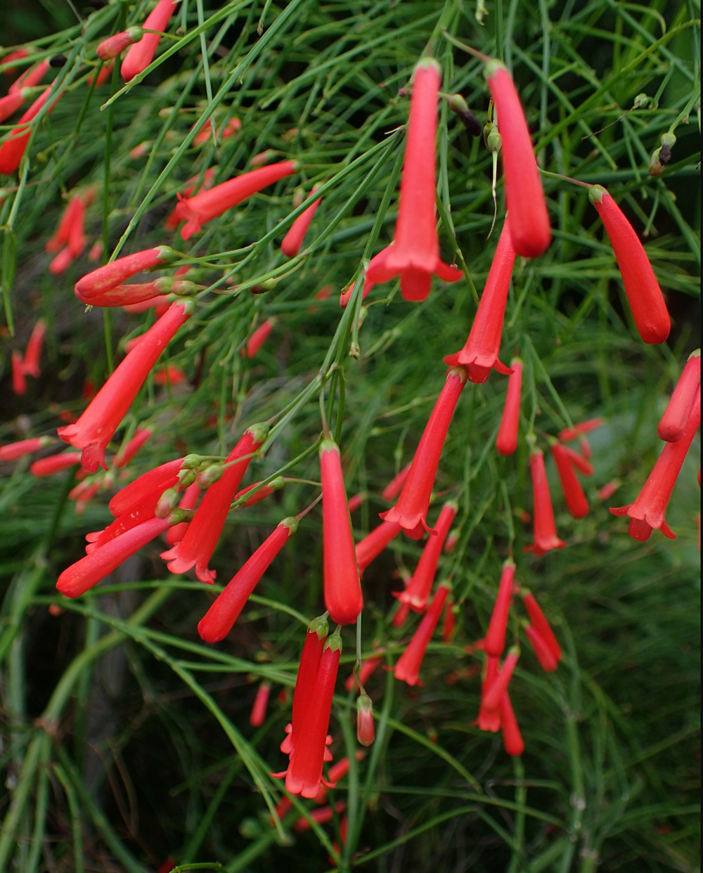 Russelia equisetiformis