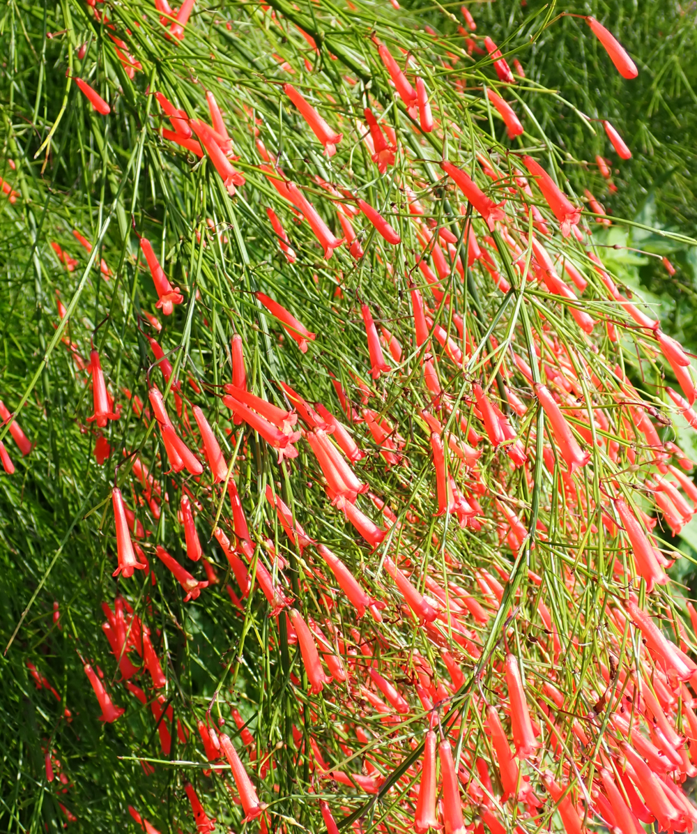 Russelia equisetiformis