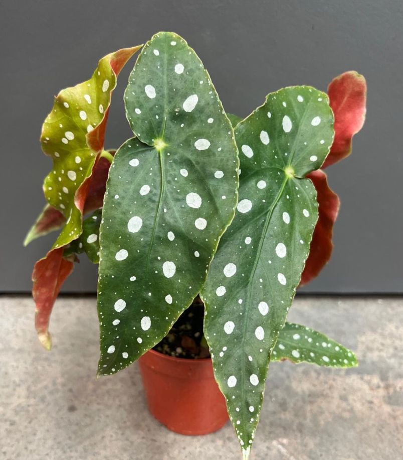 Begonia maculata