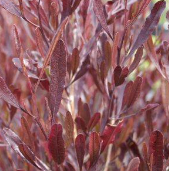 Dodonaea viscosa 'Purpurea'