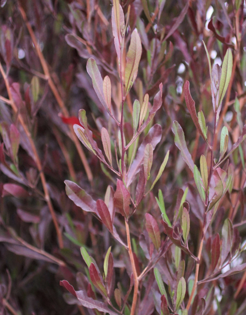 Dodonaea viscosa 'Purpurea'
