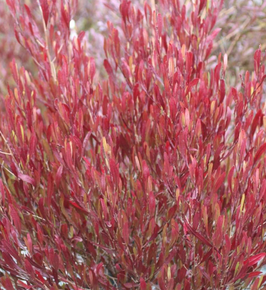 Dodonaea viscosa 'Purpurea'