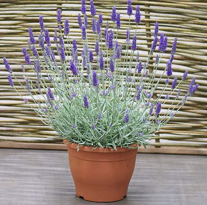 Lavandula x chaytoriae 'Silver Sands' (Lavender)