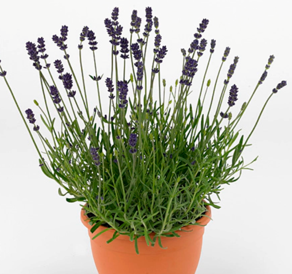 Lavandula angustifolia 'Aromatico Blue' (English Lavender)