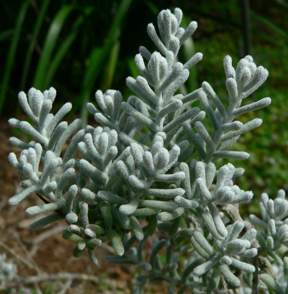Maireana sedifolia