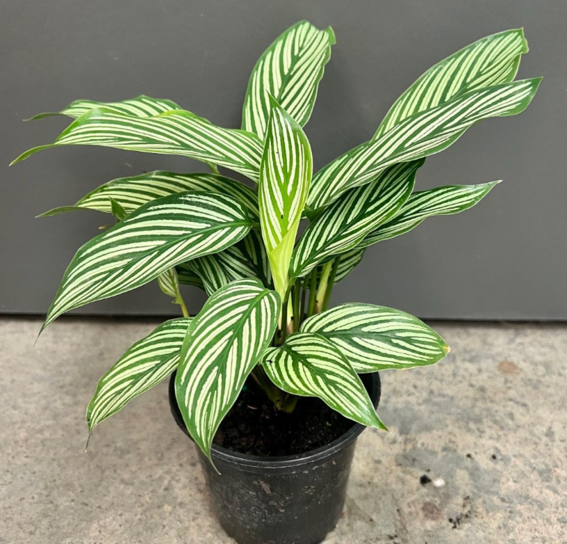 Calathea vittata