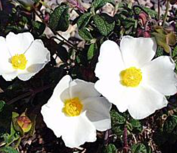 Cistus salviifolius 'Prostratus'