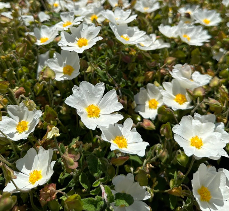Cistus salviifolius 'Prostratus'