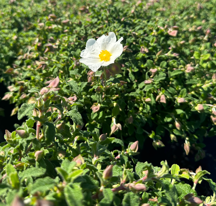 Cistus salviifolius 'Prostratus'