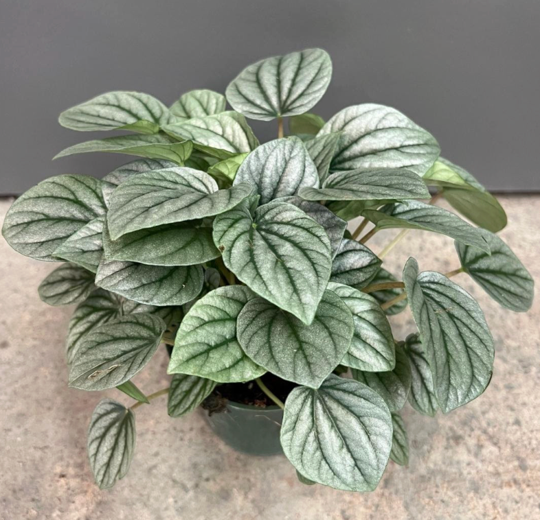 Peperomia Frost