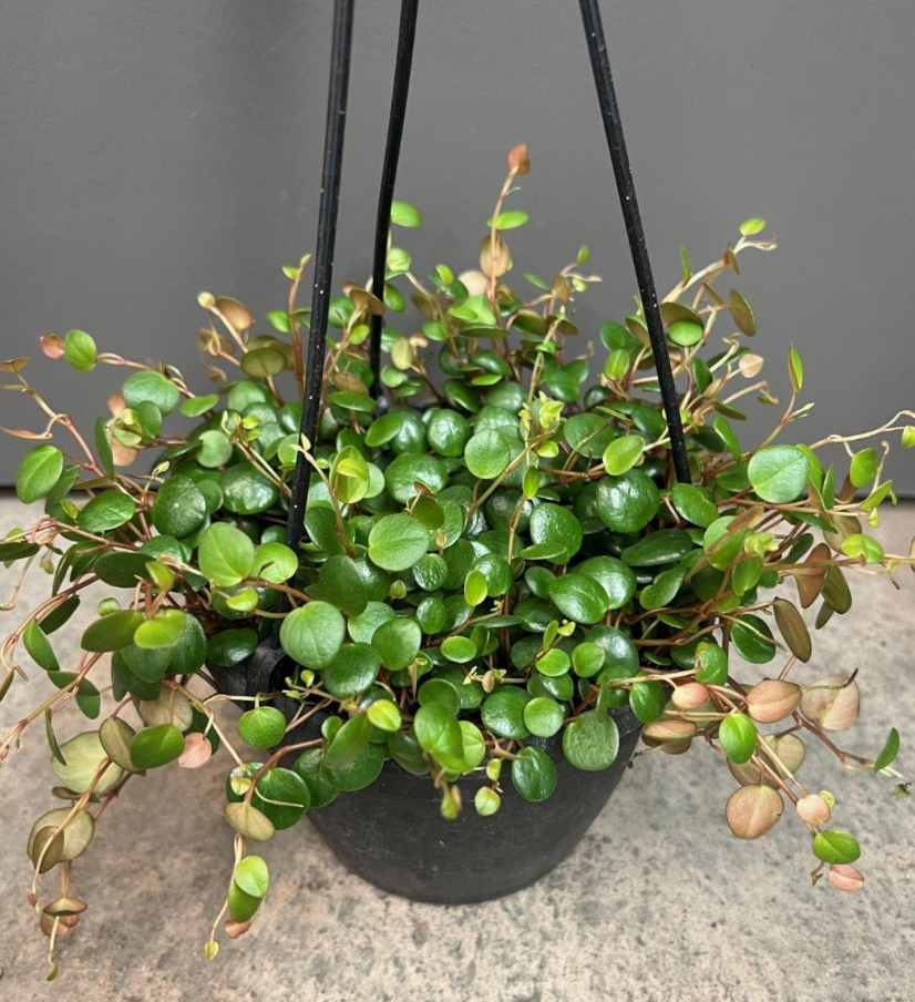 Peperomia 'Pepperspot'