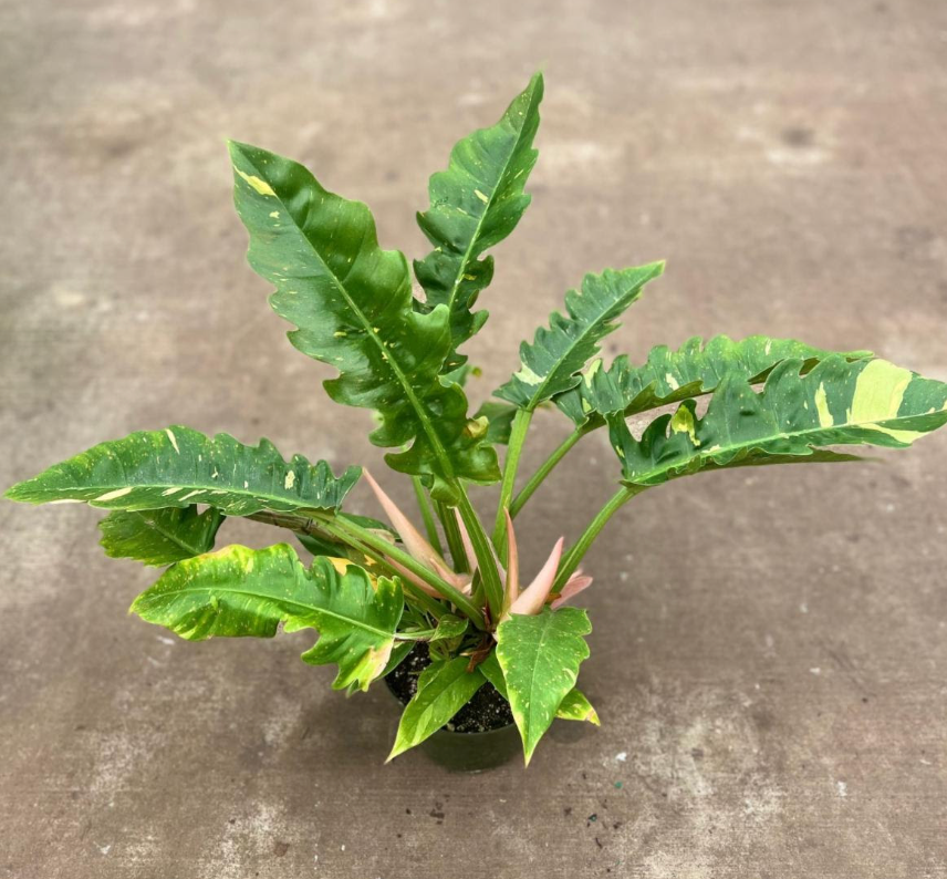 Philodendron 'Ring of Fire' Variegated
