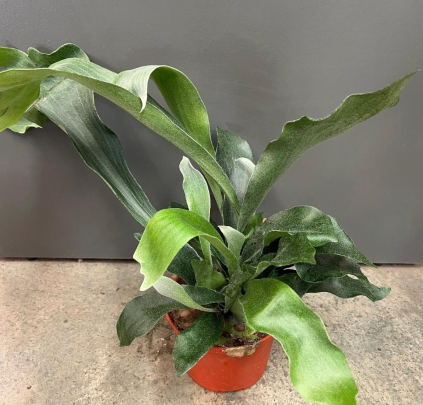 Staghorn Fern