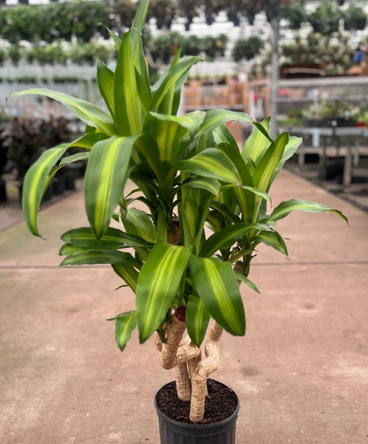 Dracaena fragrans massangeana Twisted Cane