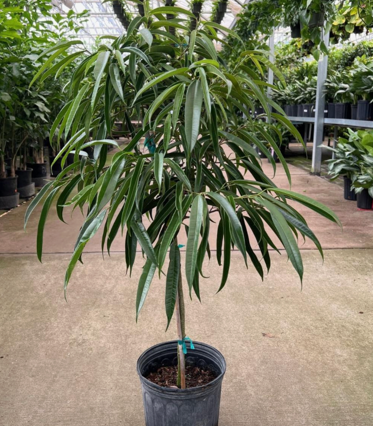 Ficus binnendijiki 'Alii'