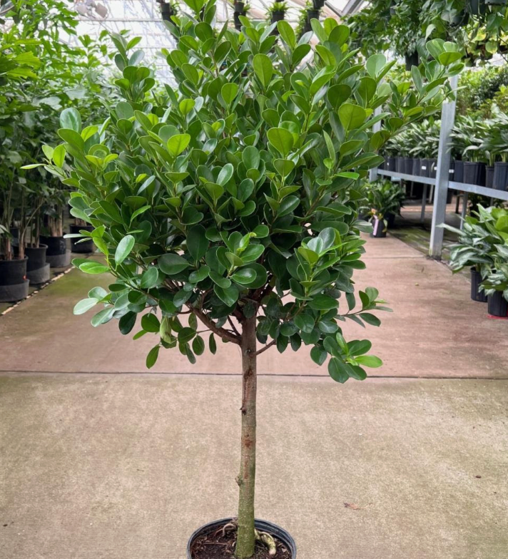 Ficus Moclame