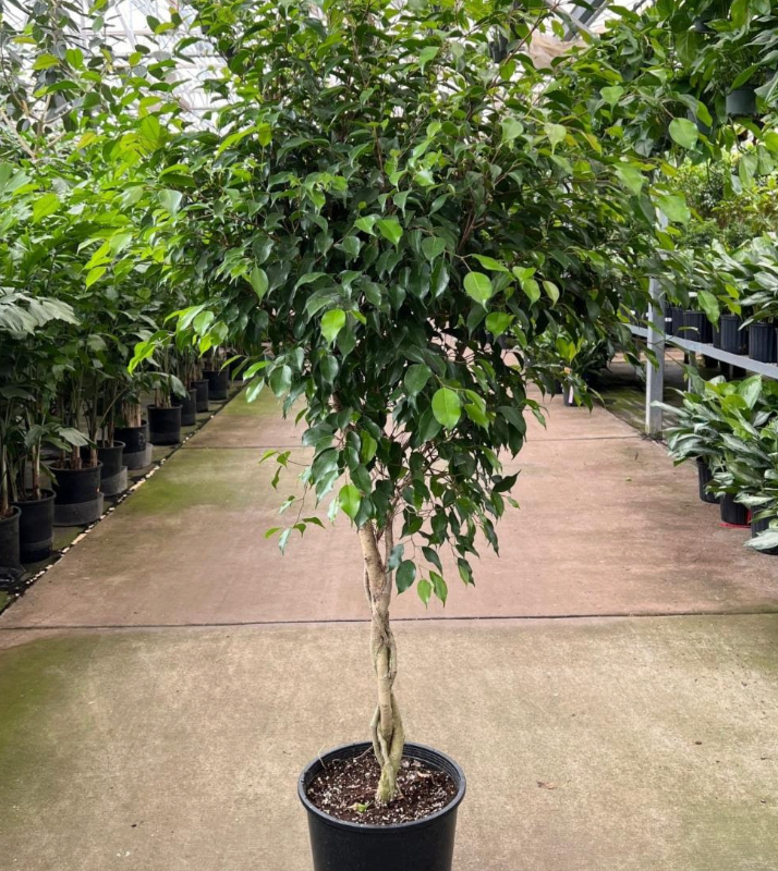 Ficus benjamina