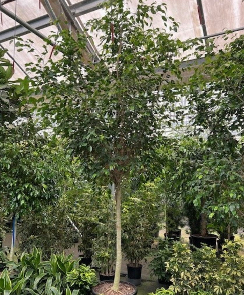 Ficus benjamina