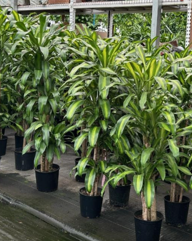 Dracaena fragrans massangeana