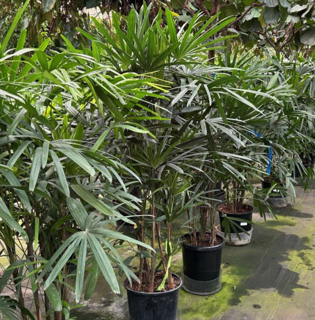 rhapis palm indoor plant Rhapis excelsa – Heron's Head Nursery