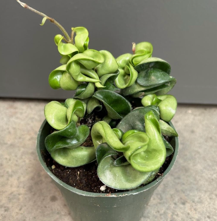 Hoya carnosa compacta 'Hindu Rope'