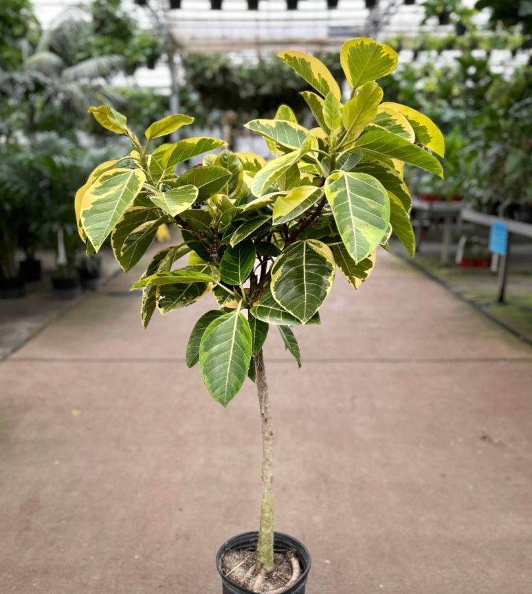Ficus altissima 'Yellow Gem'
