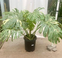 monstera thai constellation nearby Monstera 'Thai Constellation' – Heron's Head Nursery
