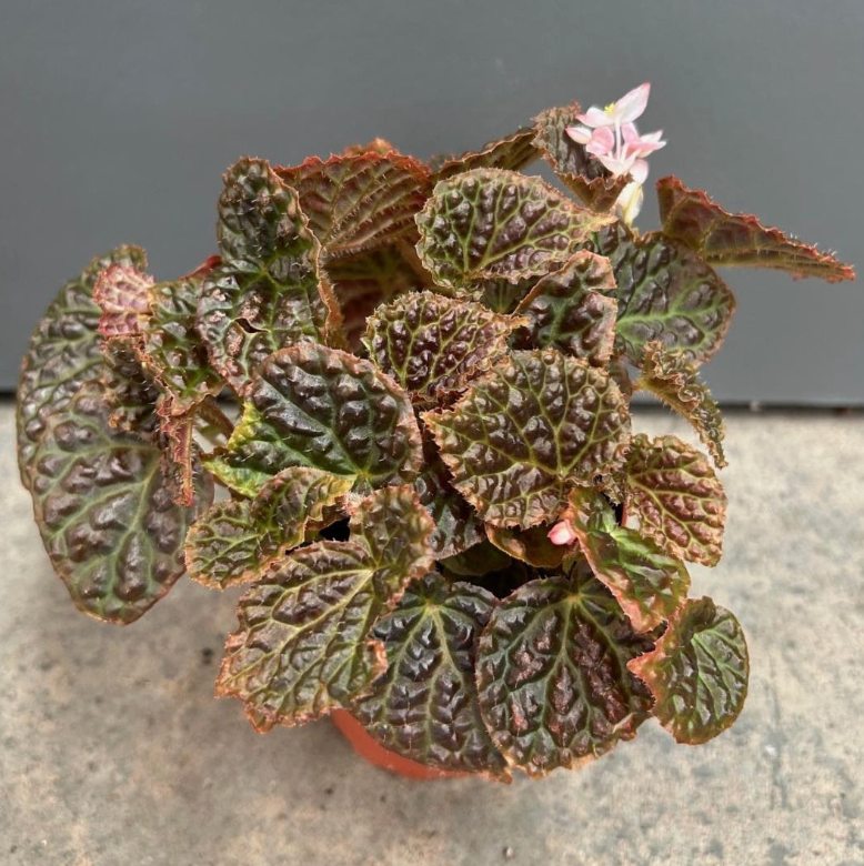 Begonia Ruby Dragon