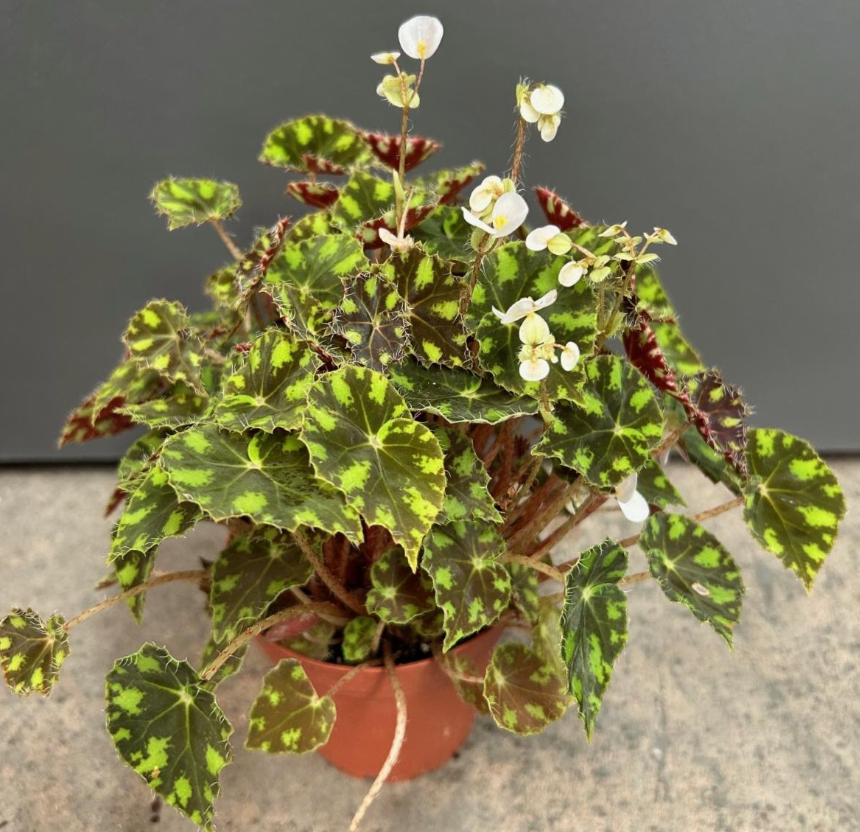 Begonia 'Tiger Paws'
