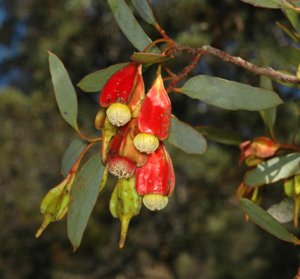 Eucalyptus forrestiana spp. dolichorhyncha