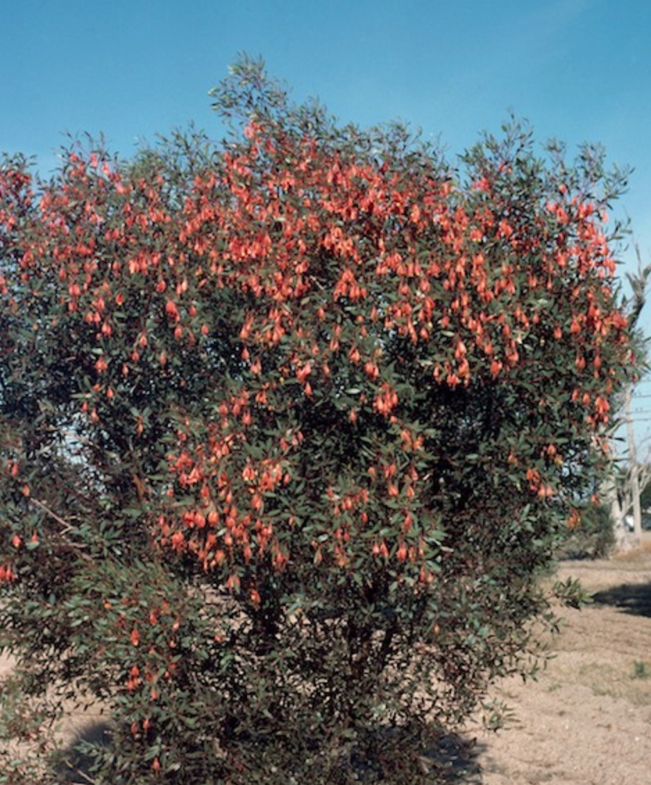 Eucalyptus forrestiana spp. dolichorhyncha