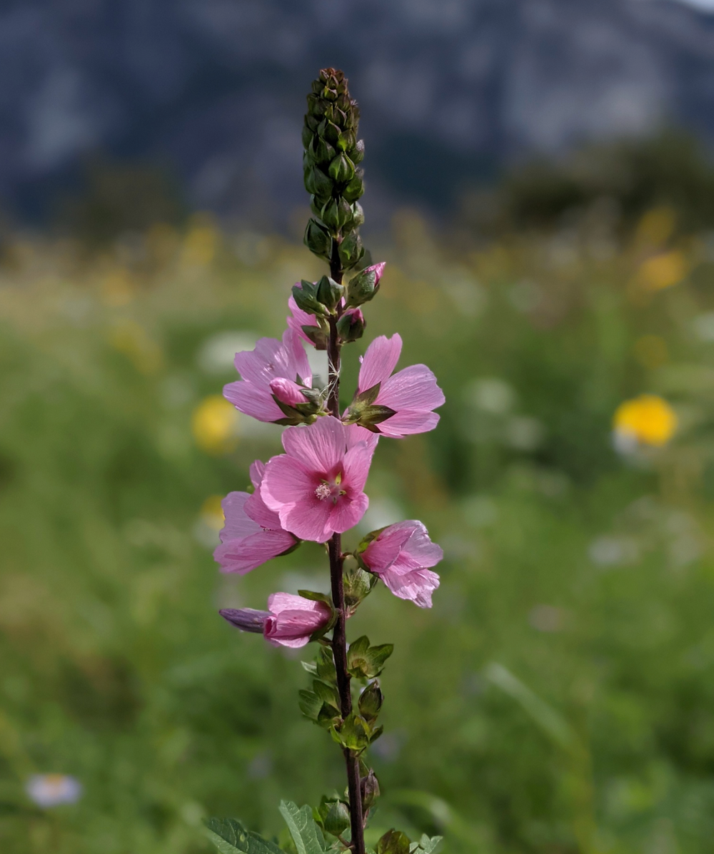 Sidalcea hendersonii