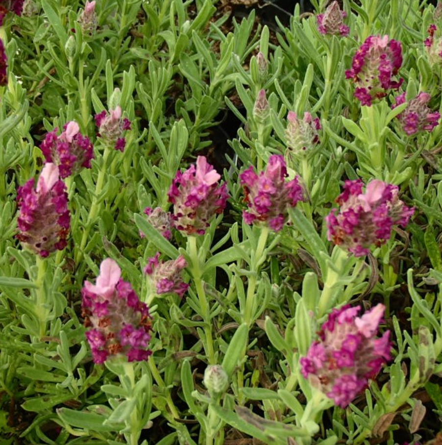 Lavender stoechas 'Kew Red' (Spanish Lavender)