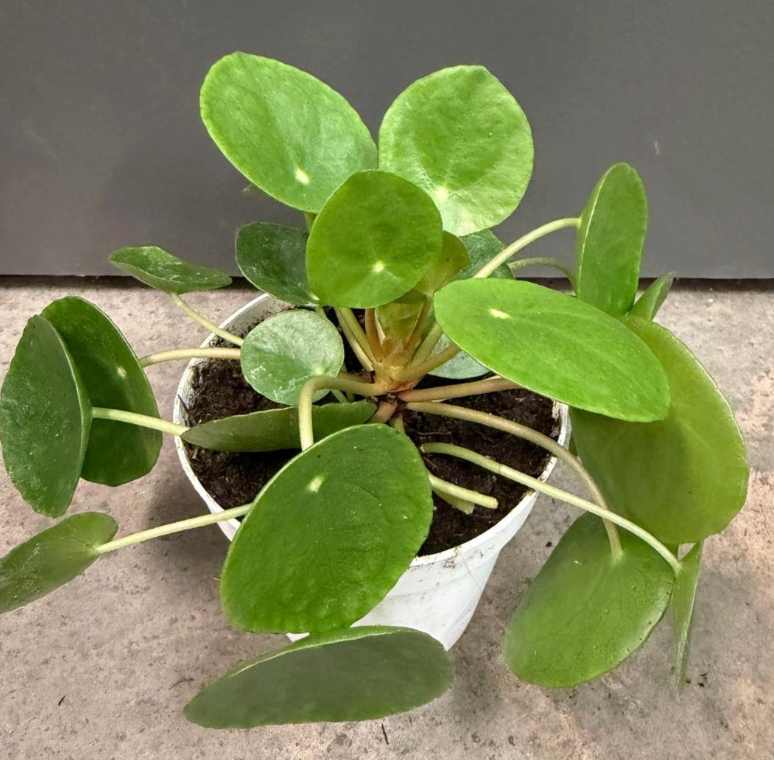 Pilea peperomioides