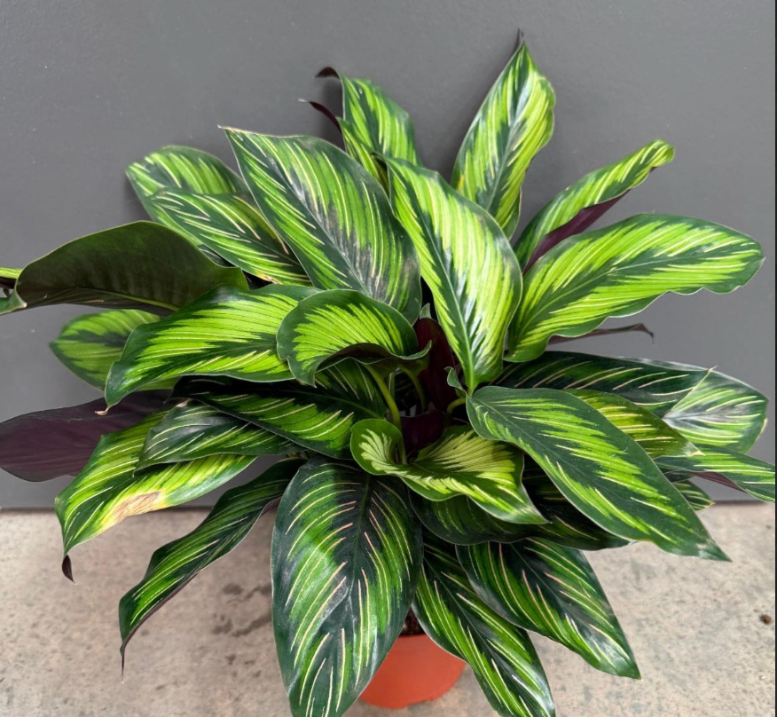 Calathea ornata 'Beauty Star'