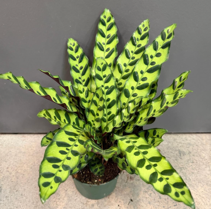 calathea snake plant Calathea lancifolia