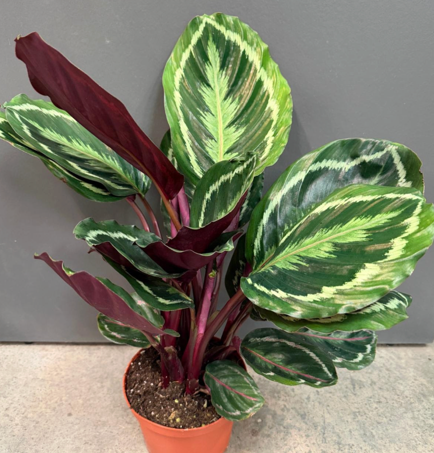 Calathea 'Medallion'