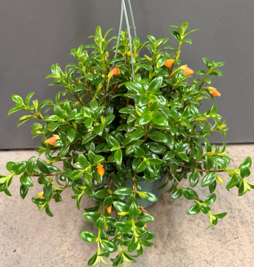 Columnea gloriosa  'Goldfish plant'