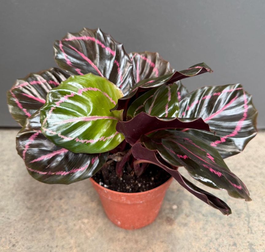 Calathea 'Dottie'