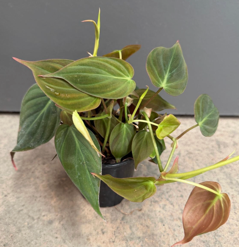 Philodendron 'Micans'