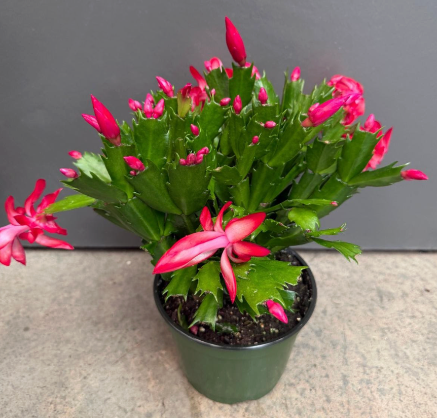 Schlumbergera bridgesii 'Holiday (Christmas) Cactus'