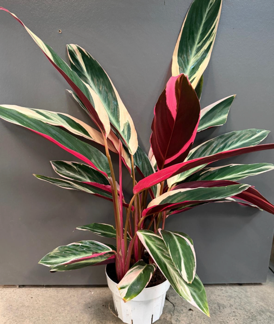 philodendron triostar Stromanthe 'Triostar' 6" Pot