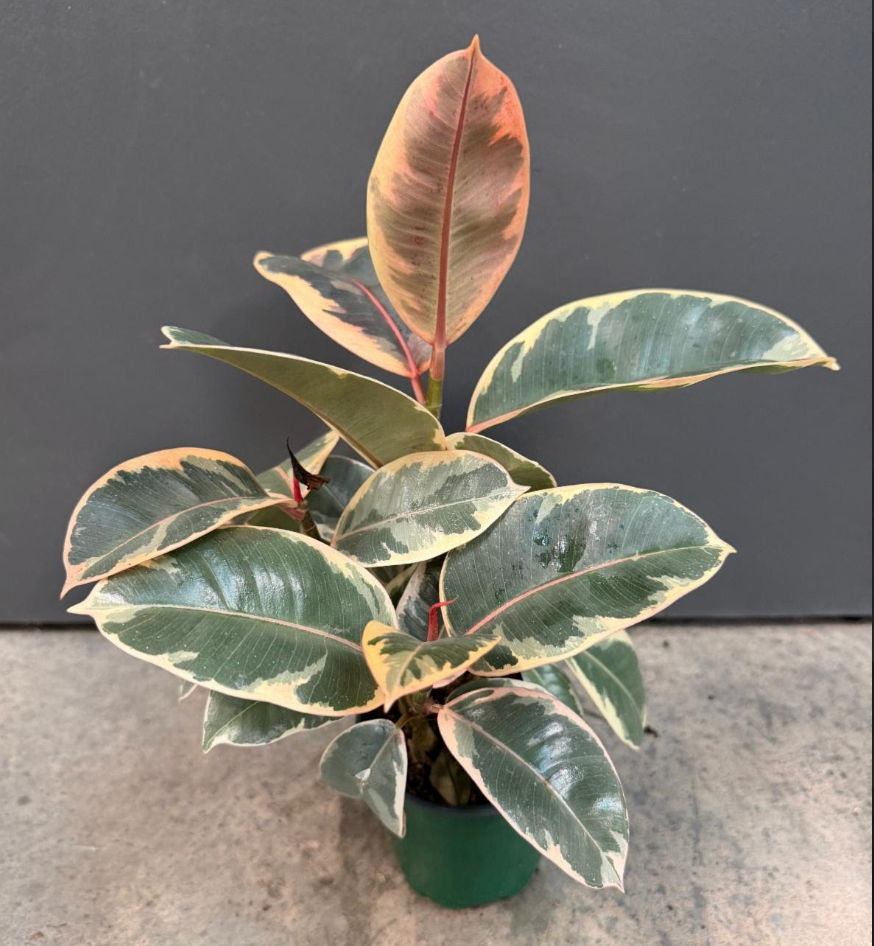 Ficus elastica (decora) 'Tineke'