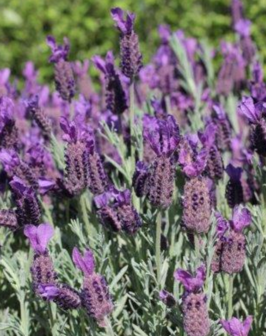 Lavandula stoechas 'Anouk Double' (Spanish Lavender)