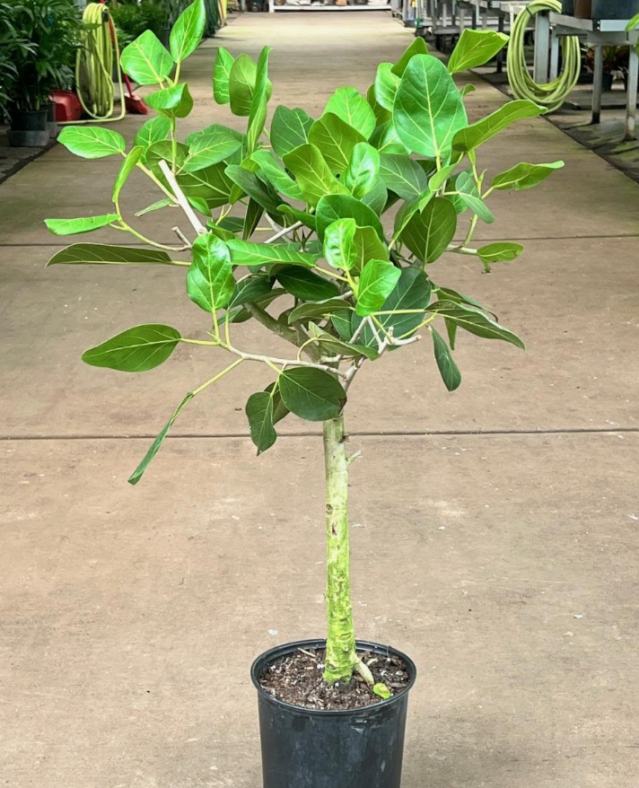 Ficus benghalensis 'Audrey'
