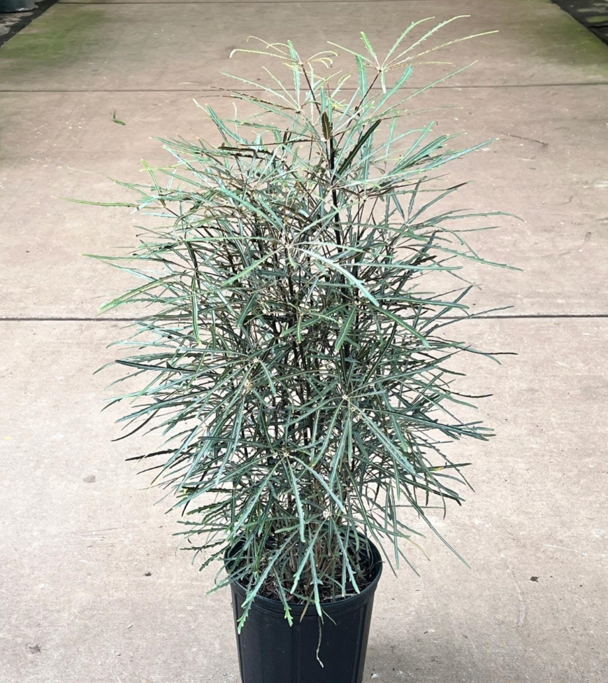 Plerandra (Dizygotheca) elegantissima 'False Aralia'