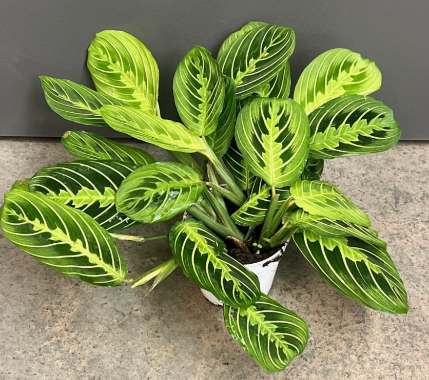 Maranta Lime