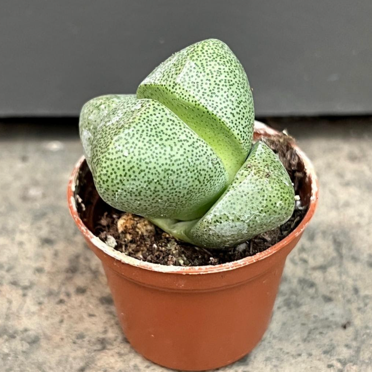 Living Stones (Lithops)